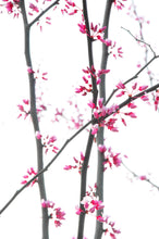 Load image into Gallery viewer, Cherry Blossom Tree Kimono/Wedding Robe
