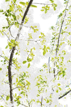 Load image into Gallery viewer, Oroville Tree Kimono

